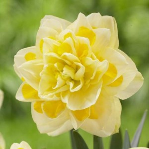 Pildītā narcise "Sweet Pomponette"